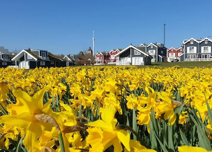 Iris Strandhus
